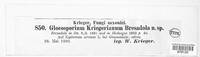 Discula kriegeriana image